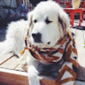 Meet your Posher, Clara